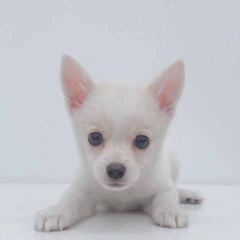 MIX
