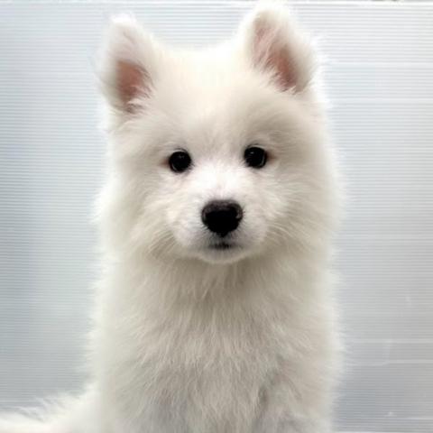 サモエド
