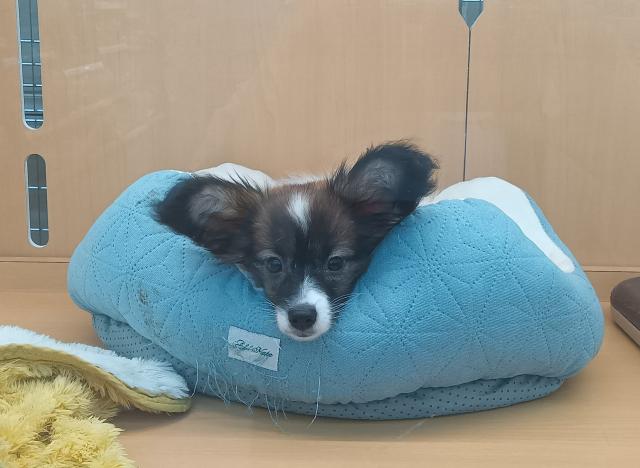 パピヨン