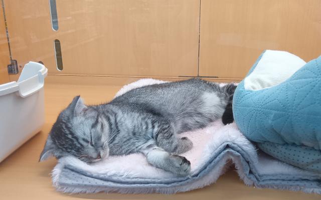 新潟県のスコティッシュフォールド (ペットアミ 六日町店/2026年3月6日生まれ/女の子/シルバータビー)の子猫の4枚目の画像