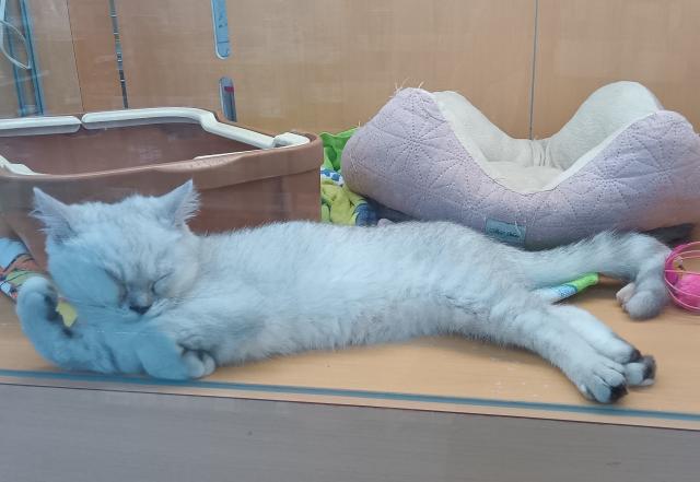 新潟県のミヌエット (ペットアミ 六日町店/2026年5月31日生まれ/男の子/チンチラシルバー)の子猫の2枚目の画像
