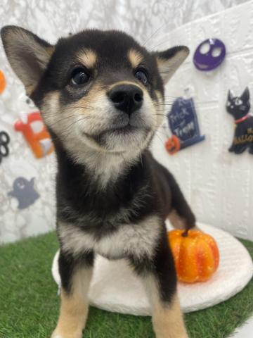 柴犬