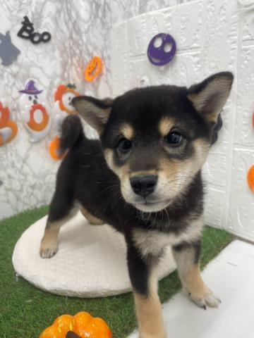 柴犬