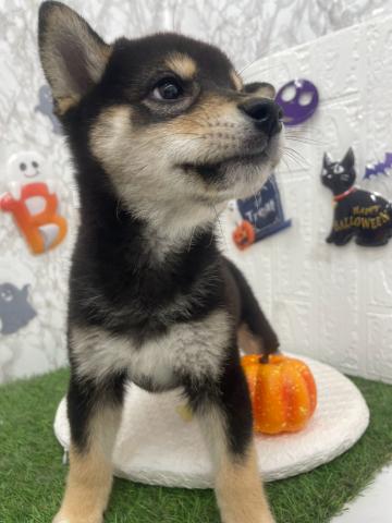 柴犬