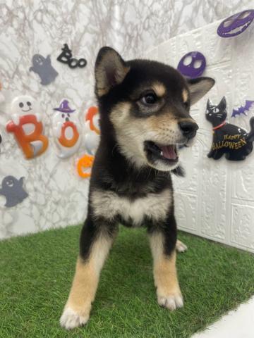柴犬