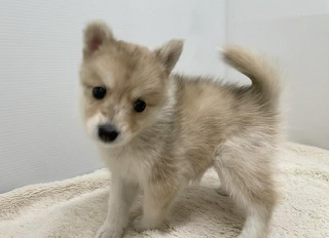 犬ハーフ(ポメラニアン×ハスキー)