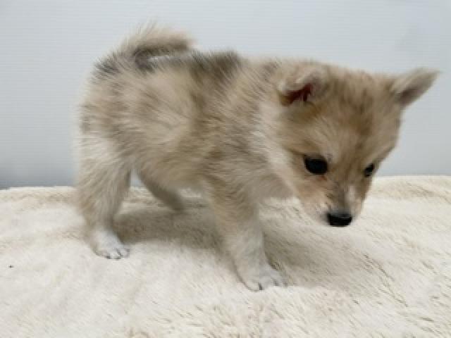 犬ハーフ(ポメラニアン×ハスキー)