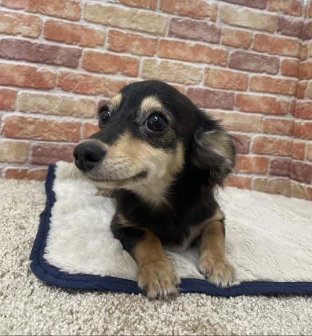 石川県のハーフ犬・ミックス犬 (ペットアミ 津幡店/2026年3月28日生まれ/女の子/ブラックタン)の子犬の3枚目の画像