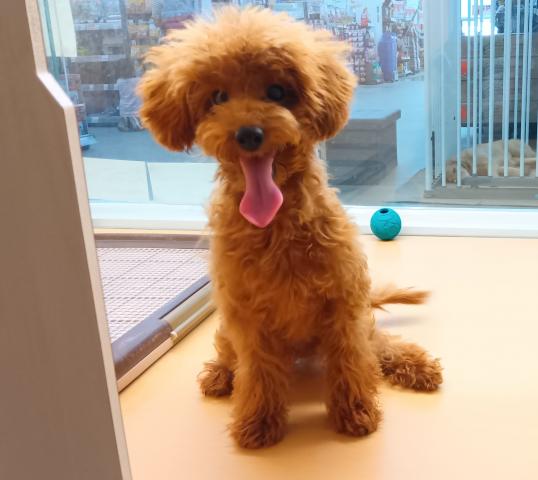 新潟県のトイプードル(トイ) (ペットアミ 六日町店/2026年5月8日生まれ/男の子/レッド)の子犬の1枚目の画像