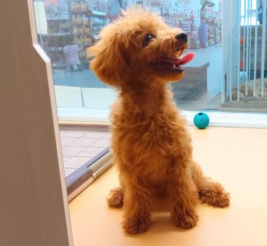 新潟県のトイプードル(トイ) (ペットアミ 六日町店/2026年5月8日生まれ/男の子/レッド)の子犬の2枚目の画像