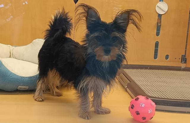 新潟県のハーフ犬・ミックス犬 (ペットアミ 六日町店/2026年3月7日生まれ/女の子/ブラックタン)の子犬の4枚目の画像