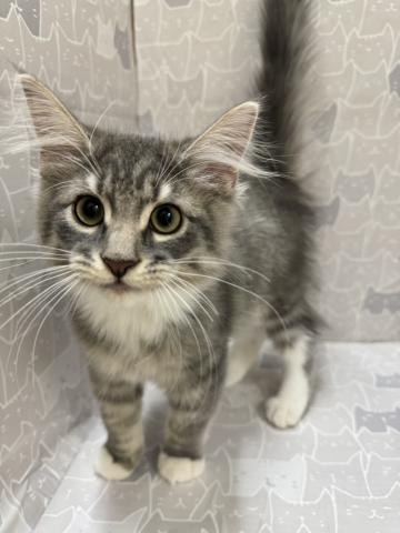 ノルウェージャンフォレストキャット