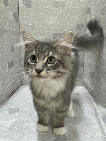 ノルウェージャンフォレストキャット