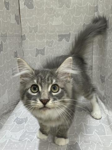 ノルウェージャンフォレストキャット