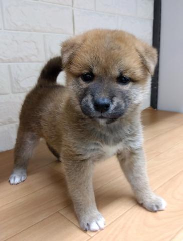 柴犬