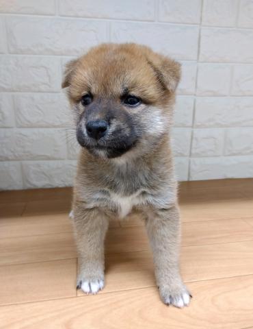 柴犬