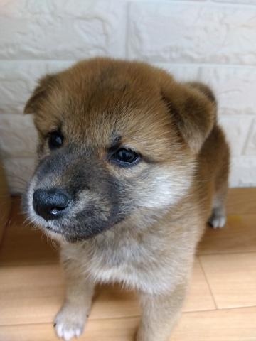 柴犬