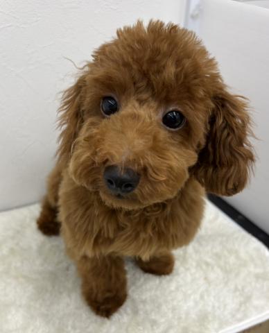 和歌山県のトイプードル(トイ) (ペットアミ 那賀店/2026年5月2日生まれ/男の子/レッド)の子犬の2枚目の画像