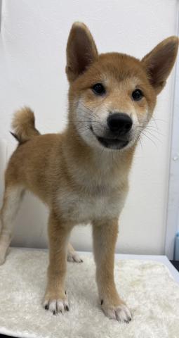 柴犬