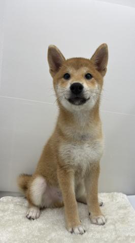 柴犬