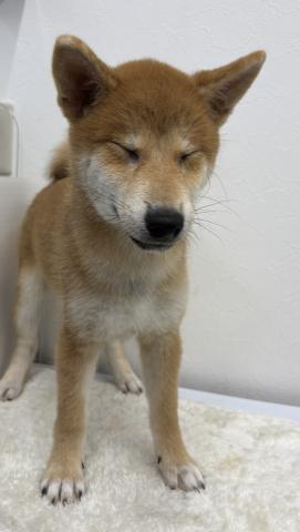 柴犬
