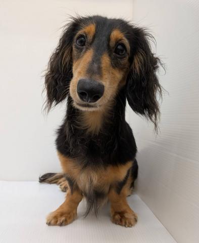 ミニチュアダックスフンド子犬