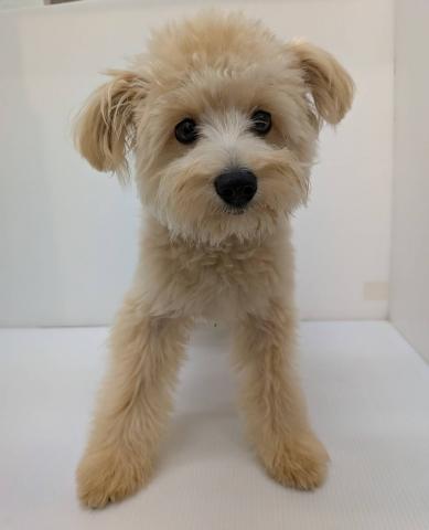 MIX子犬