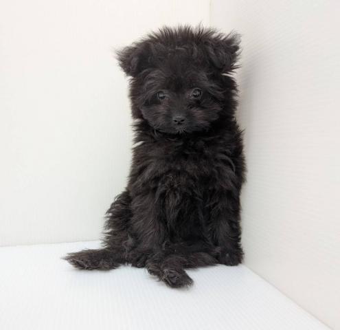 MIX子犬