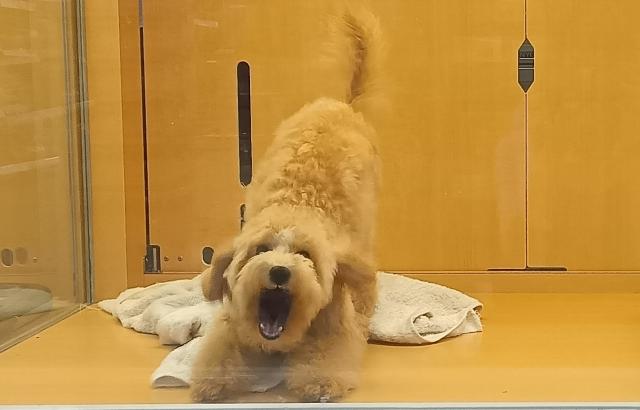 新潟県のハーフ犬・ミックス犬 (ペットアミ 六日町店/2026年4月2日生まれ/女の子/アプリコット)の子犬の3枚目の画像