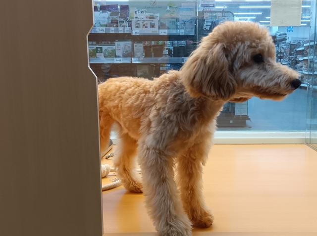 新潟県のハーフ犬・ミックス犬 (ペットアミ 六日町店/2026年4月2日生まれ/女の子/アプリコット)の子犬の4枚目の画像