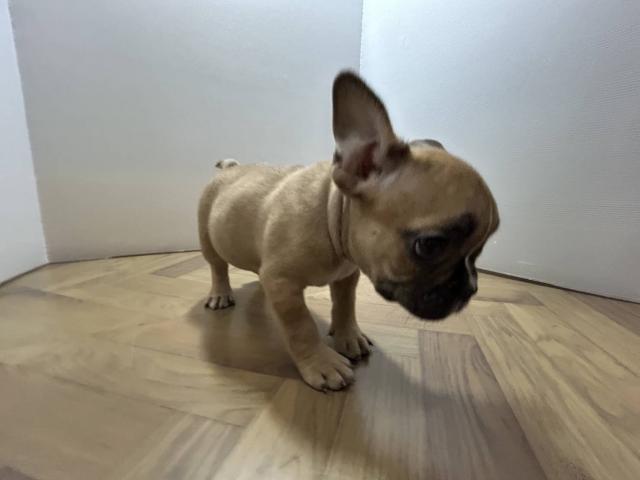 フレンチブルドッグ