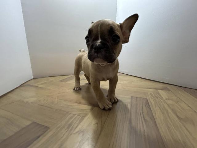 フレンチブルドッグ