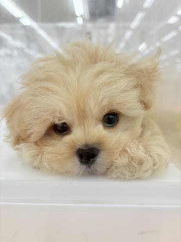 埼玉県のペキニーズ×トイプードル (NICO PET 三郷店/2026年7月25日生まれ/男の子/アプリコット)の子犬の3枚目の画像
