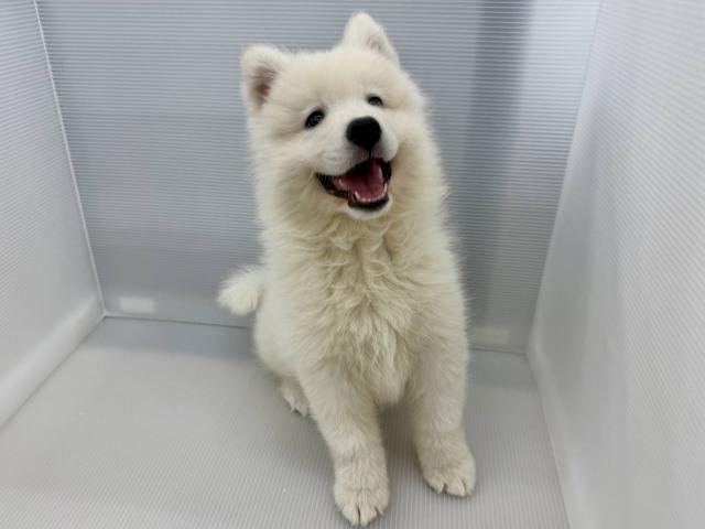 サモエド