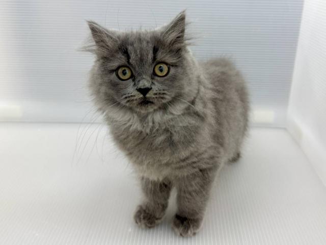 ブリティッシュロングヘアー