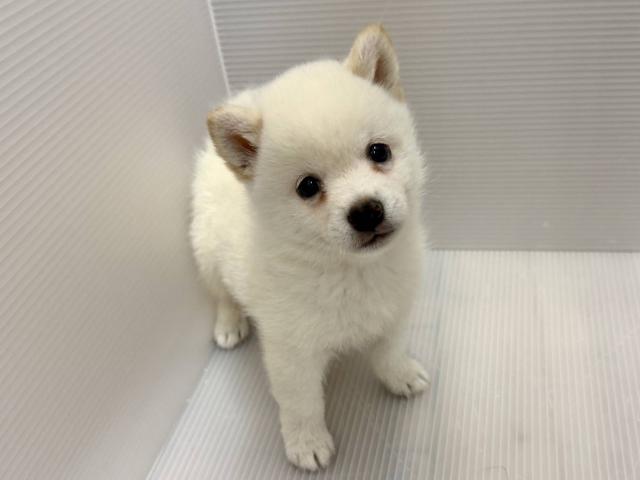 柴犬
