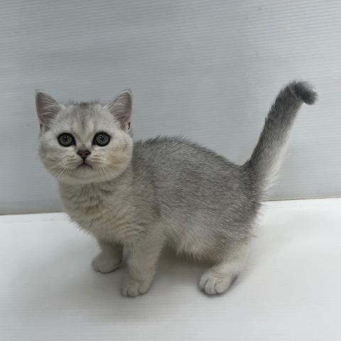 ブリティッシュショートヘア