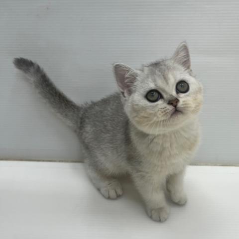 ブリティッシュショートヘア