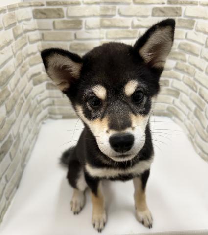 柴犬