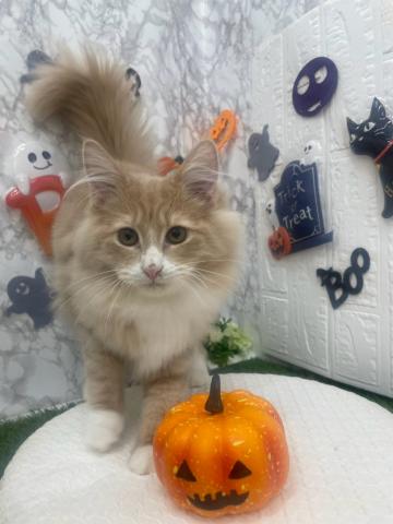 スコティッシュフォールド
