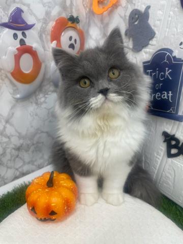 ノルウェージャンフォレストキャット