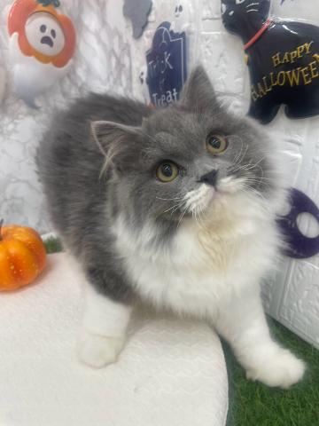 ノルウェージャンフォレストキャット