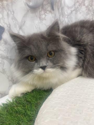 ノルウェージャンフォレストキャット
