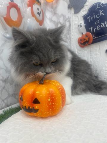 ノルウェージャンフォレストキャット