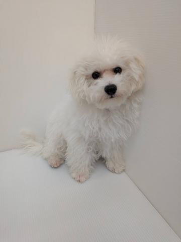 MIX子犬