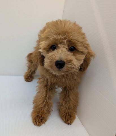 トイプードル子犬