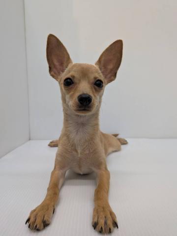MIX子犬