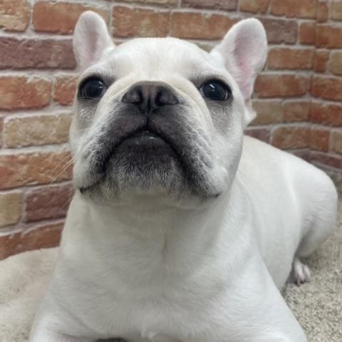 フレンチブルドッグ