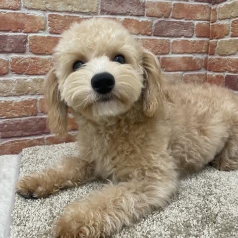 MIX