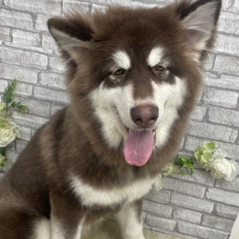 アラスカンマラミュート